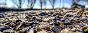 Read more about the article When Do You Mulch and What Do You Mulch?