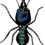 Termite Inspections Done Right at House Fluent Inspections
