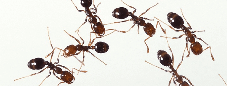 Read more about the article How Do You Get Rid Of Fire Ants?